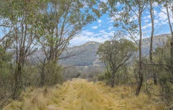 313 Pine Ridge Road, Rock Forest, NSW 2795