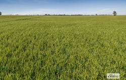 Baringhup Road, Baringhup, Vic 3463