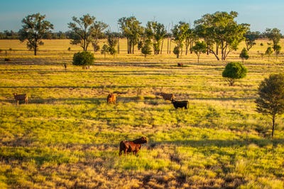 /international/au/17020-mitchell-st-george-road-st-george-qld-700353388/?lang=it