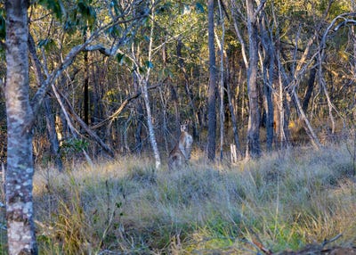 /international/au/-lot-13-45-walkers-rd-ballogie-qld-204260724/?lang=es