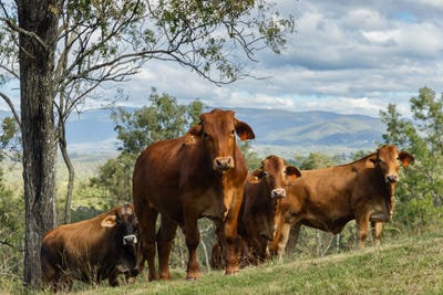 /international/au/1350-dayboro-road-rush-creek-qld-148334312/?lang=fr
