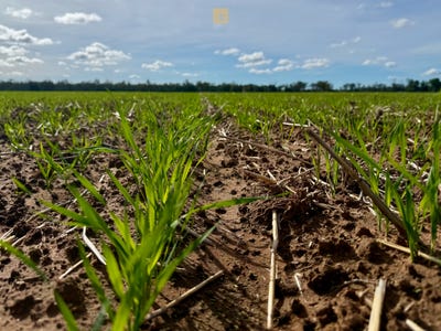 /international/au/1098-merimborough-lane-pilliga-nsw-700403232/