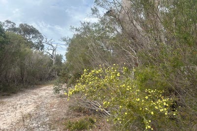 /international/au/31-silvereye-road-north-boyanup-wa-700427896/