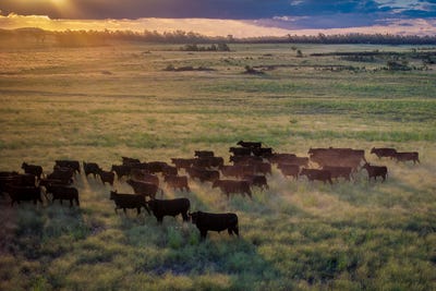 /international/au/159l-peak-hill-road-dubbo-nsw-700403468/