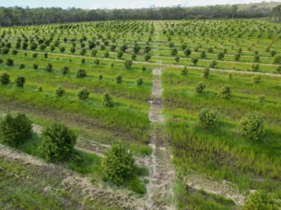 /international/au/lot-17-rices-road-howard-qld-204463812/