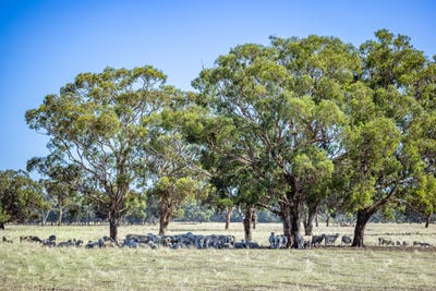 /international/au/524-bool-lagoon-west-road-bool-lagoon-sa-700398844/