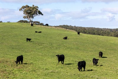 /international/au/2070-strathalbyn-road-macclesfield-sa-700411520/