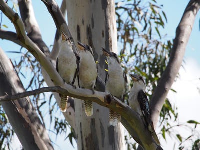 /international/au/lot-531-myrtle-st-gleneagle-qld-204502836/