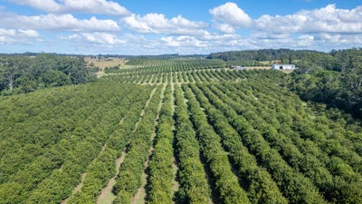 /international/au/412-south-bank-road-tamban-nsw-151068812/