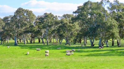 /international/au/lot-9-mount-burr-road-monbulla-sa-700383848/