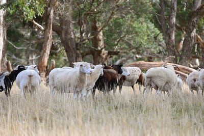/international/au/2585-burraga-road-burraga-nsw-700368424/?lang=de