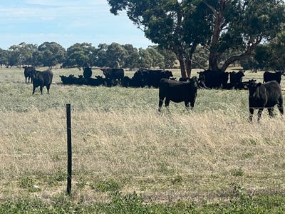 /international/au/allotment-900-moellers-road-coombe-sa-700406088/