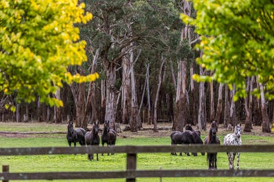 /international/au/180-fords-outlet-road-deans-marsh-vic-151312240/