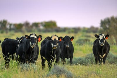 /international/au/2372-henry-roberts-road-packsaddle-nsw-700408832/