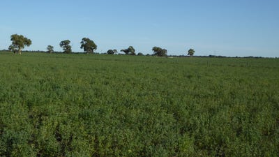 /international/au/1708-riddoch-highway-keith-sa-700406832/