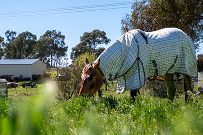 /international/au/116-speedy-street-molong-via-orange-nsw-146758128/