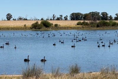 /international/au/4779-northwest-road-dandaragan-wa-700399892/