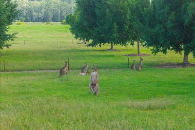 /international/au/458-farrawells-road-telegraph-point-nsw-700402688/