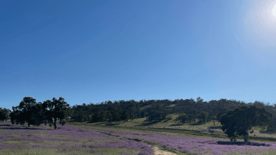 /international/au/ripple-grange-bullsbrook-wa-204545780/
