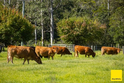 /international/au/131-crawford-river-road-crawford-river-nsw-700405296/