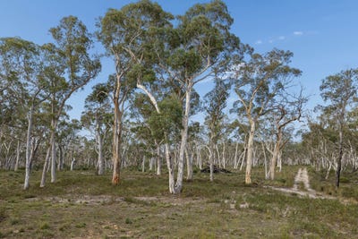 /international/au/328-wolgon-rd-windellama-nsw-700404272/