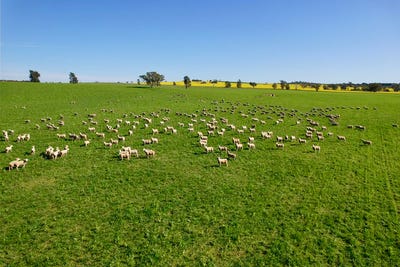 /international/au/upside-farm-104-flowerdale-road-wagga-wagga-nsw-700267188/