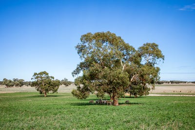 /international/au/1089-pedericks-road-lochaber-sa-700401240/