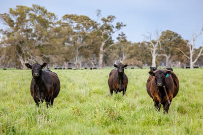/international/au/122-blight-road-penola-sa-700425420/