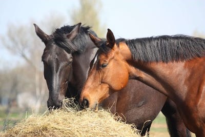 /international/au/gracemere-qld-700367428/?lang=zh-cn