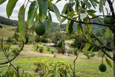 /international/au/81-harwood-road-burringbar-nsw-700409460/