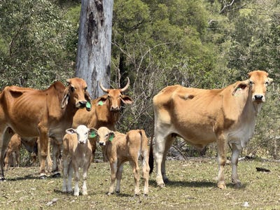/international/au/2310-amamoor-creek-road-amamoor-creek-qld-204642756/