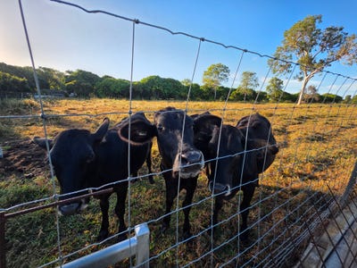 /international/au/10-muggleton-street-sarina-qld-151299568/
