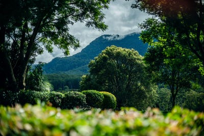 /international/au/2165-waterfall-way-thora-nsw-700401376/