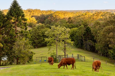 /international/au/79-isambert-road-glenview-qld-149648476/