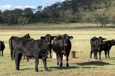 /international/au/-ellwyn-park-473-greenmount-etonvale-road-greenmount-qld-700402744/?lang=th