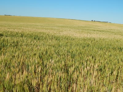 /international/au/carrapee-hill-rd-darke-peak-sa-700427404/