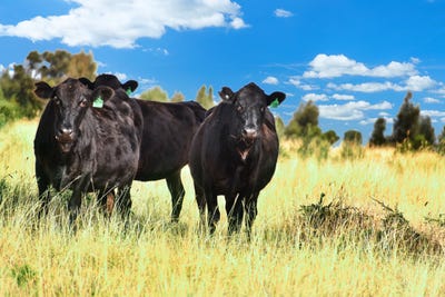 /international/au/-kooringa-roma-qld-700410396/