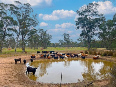 /international/au/10402-newell-highway-jacks-creek-nsw-700399676/