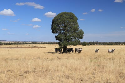 /international/au/0-swans-road-wallumbilla-qld-700407112/