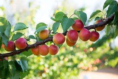 /international/au/sunfruit-orchards-lake-boga-vic-700407960/