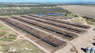 /international/au/vandyke-feedlot-2687-dawson-developmental-road-springsure-qld-505083356/