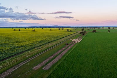 /international/au/westwood-528-forest-road-forbes-nsw-700426980/