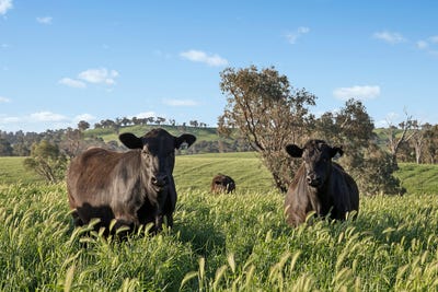 /international/au/6294-mitchell-highway-molong-nsw-700427980/