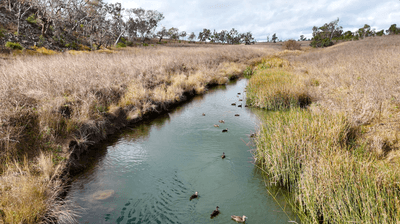 /international/au/483-wyreema-athol-road-athol-qld-700412084/