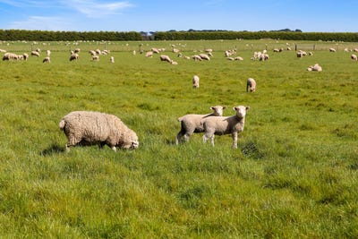 /international/au/1585-grassmere-hexham-road-woolsthorpe-vic-700428148/