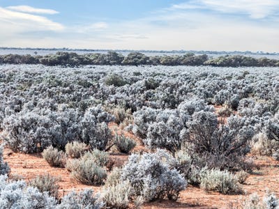 /international/au/gilles-downs-station-eyre-highway-iron-knob-sa-700408028/