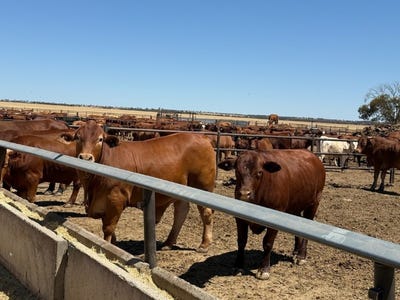 /international/au/wongawol-wiluna-wa-700403532/