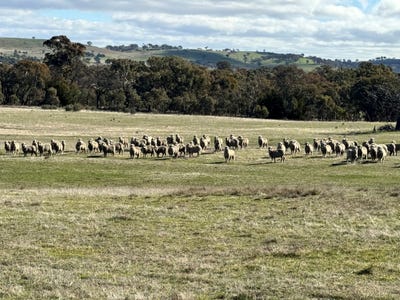 /international/au/83-yass-valley-way-yass-nsw-700410776/