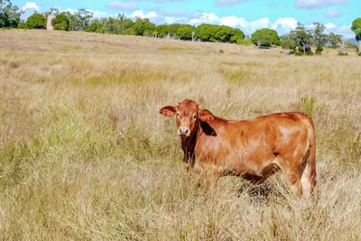 /international/au/1220-east-end-road-bracewell-qld-700407376/