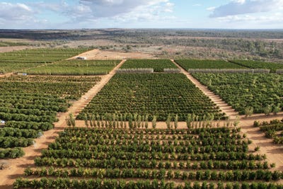 /international/au/290-sculthorpe-road-nangiloc-vic-504897140/